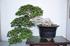 月橘405.JPG