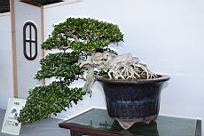 月橘407.JPG