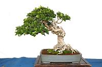 月橘-盆栽02.JPG