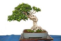月橘-盆栽03.JPG