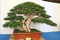 月橘-盆栽04.JPG