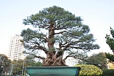 木麻黃00.JPG