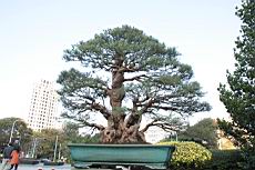 木麻黃01.JPG