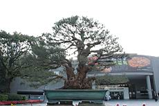 木麻黃02.JPG
