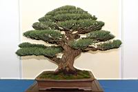 木麻黃-盆栽02.JPG