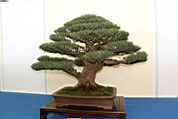 木麻黃-盆栽03.JPG
