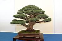 木麻黃-盆栽04.JPG