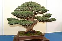 木麻黃-盆栽05.JPG