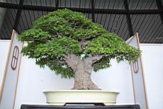 朴樹203.JPG