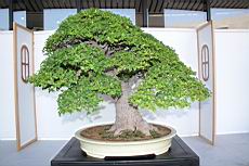 朴樹204.JPG