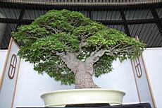 朴樹205.JPG