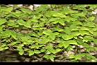 朴樹-盆栽01.JPG