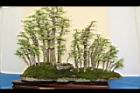 朴樹-盆栽21.JPG