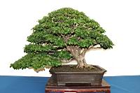 枯里珍-盆栽02.JPG