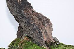 梅2-莖00.JPG