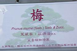 梅200.JPG