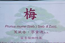 梅300.JPG