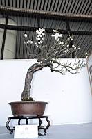 梅304.JPG