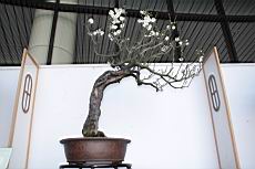 梅306.JPG