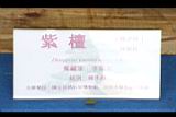 楓港柿-盆栽10.JPG