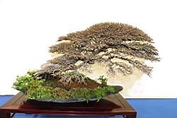 榆樹-盆栽01.JPG