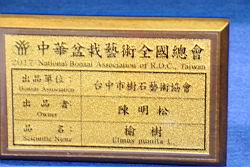 榆樹-盆栽03.JPG
