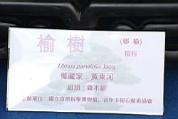 榔榆-盆栽02.JPG
