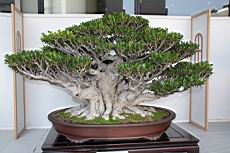 榕樹102.JPG