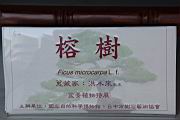 榕樹200.JPG