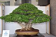 榕樹306.JPG