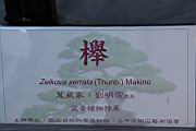 櫸200.JPG