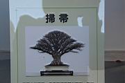 櫸201.JPG