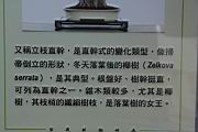 櫸202.JPG