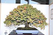 櫸204.JPG