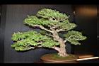 白木蘇花-盆栽01.JPG