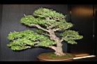 白木蘇花-盆栽02.JPG