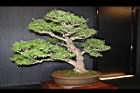 白木蘇花-盆栽03.JPG