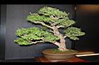 白木蘇花-盆栽04.JPG