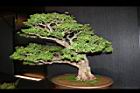 白木蘇花-盆栽06.JPG