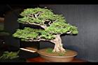 白木蘇花-盆栽08.JPG