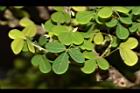 白木蘇花-盆栽23.JPG