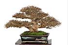 白木蘇花-盆栽25.JPG