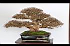 白木蘇花-盆栽26.JPG