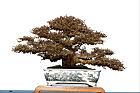 白木蘇花-盆栽30.JPG
