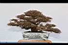 白木蘇花-盆栽31.JPG