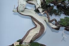 真柏1-莖00.JPG