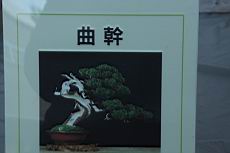 真柏102.JPG