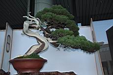 真柏105.JPG