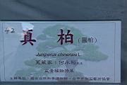 真柏200.JPG
