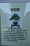 真柏201.JPG